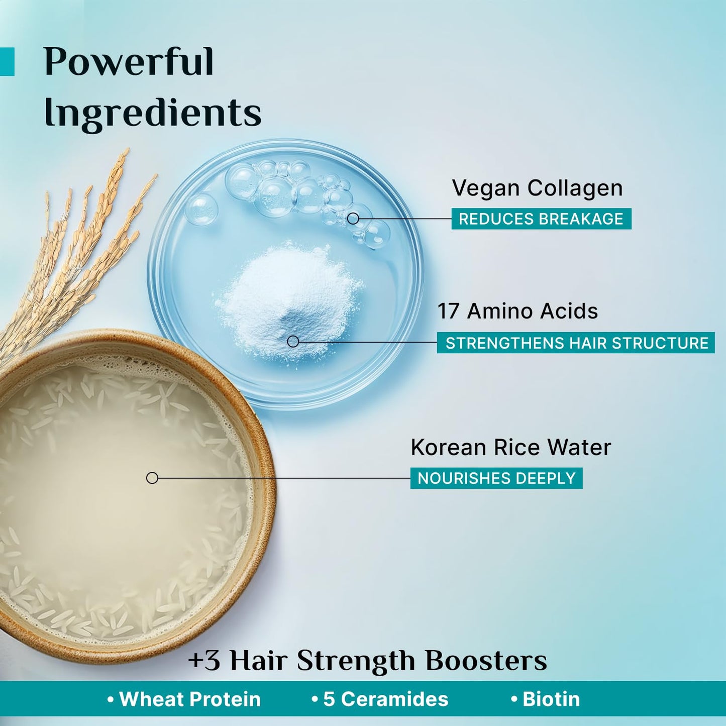 Pilgrim Korean Rice Water & Collagen Advanced Damage Repair Shampoo - 200ml | with 17 Amino Acids, Wheat Protein & 5 Ceramides | Paraben-Free | For Dry & Damaged Hair | For Women and Men