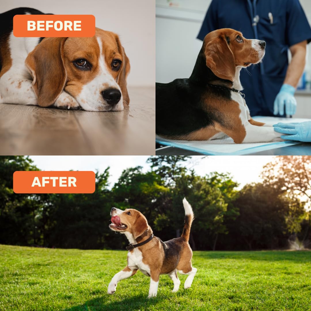 Absolut Pet Postbiotic Immunity Dog Chews, Allergy & Recovery | 90 Chews | Postbiotic chews that strengthen immunity, reduce allergies, aid recovery & improve nutrient absorption in dogs.