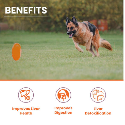 LICKICIOUS Liver Care Syrup for Dogs & Cats 100ml | with Milk Thistle (Silymarin) & Inositol | Supports Liver Health, Detoxification, Digestion & Appetite | Chicken Flavour Supplement/Tonic for Pets
