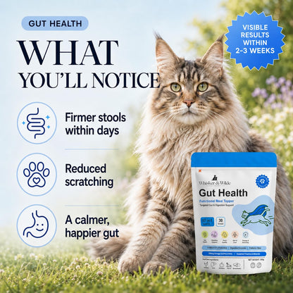 Whisker and Wilde Cat Gut Health Supplement | Targeted Gut Health Support | 6 Billion CFU Probiotics for Loose Stools, Vomiting, Gas and Paw Licking | L-Methionine for Urinary Health | 300g