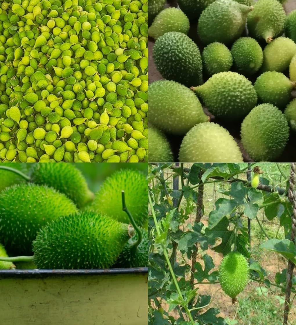 Kantola seeds desi bez, Kankoda Hybrid Kakadi Spiny gourd seeds pach of 10