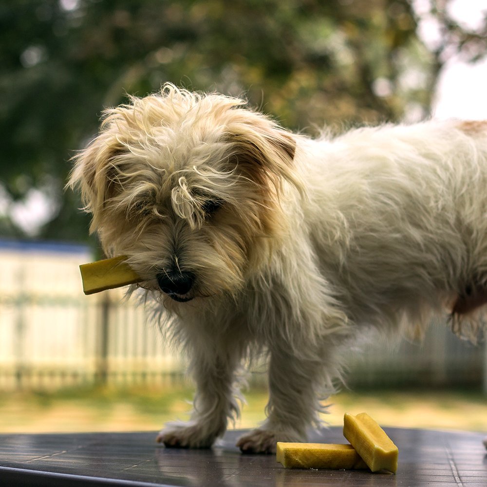 Dogsee Chew Bars for Dogs - Small Bars | 100% Natural Yak Chews | Smoke Dried | Long Lasting | Helps Fight Plaque & Tartar | Promotes Healthy Immune System (Pack of 1)