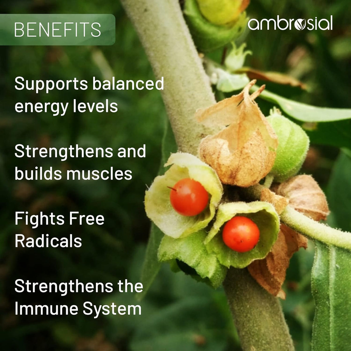 Herbal plant with red berries and text about benefits on a green background