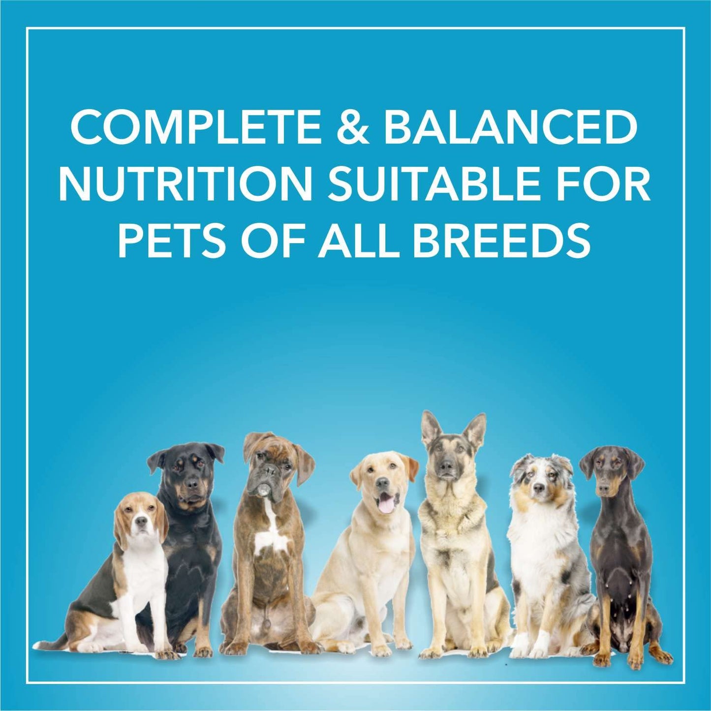 Purepet Adult Dry Dog Food 1kg | Chicken & Vegetable Flavour | Promotes Health & Vitality | Immune Support | Healthy Digestion | Nutrient Rich