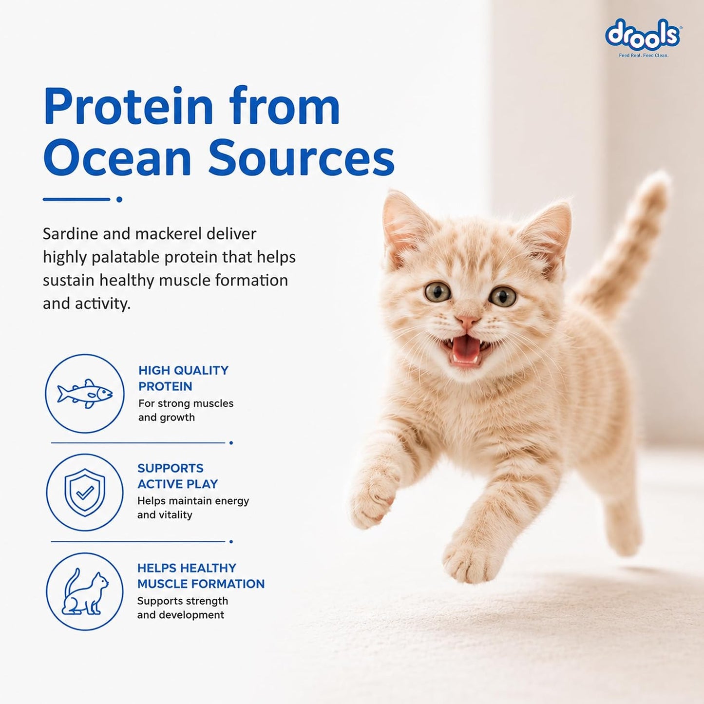 Drools Kitten Dry Cat Food 1.2kg | Ocean Fish Flavour | Promotes Soft Skin & Shiny Coat | Complete Nutrition | Supports Digestion | Aids Growth Development