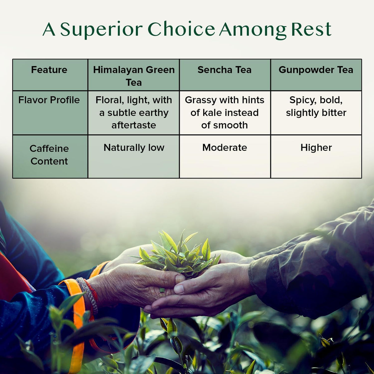 VAHDAM Organic Himalayan Green Tea - 100g | Rich in Antioxidants | Smooth & Non-Bitter | Grown Leaves from Himalayas | Non-GMO | Gluten Free