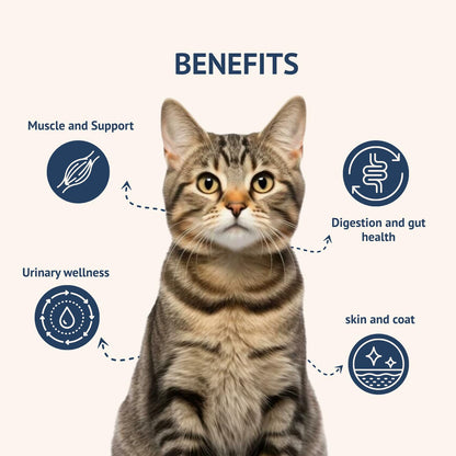 Goofy Tails Mackerel and Chicken Wet Cat Food and Kitten Food, 210g (70g X 3 Pouches), Preservative Free, Gluten & Grain Free, Balanced Cat Wet Food, Powered by Taurine (1, Chicken & Mackerel)