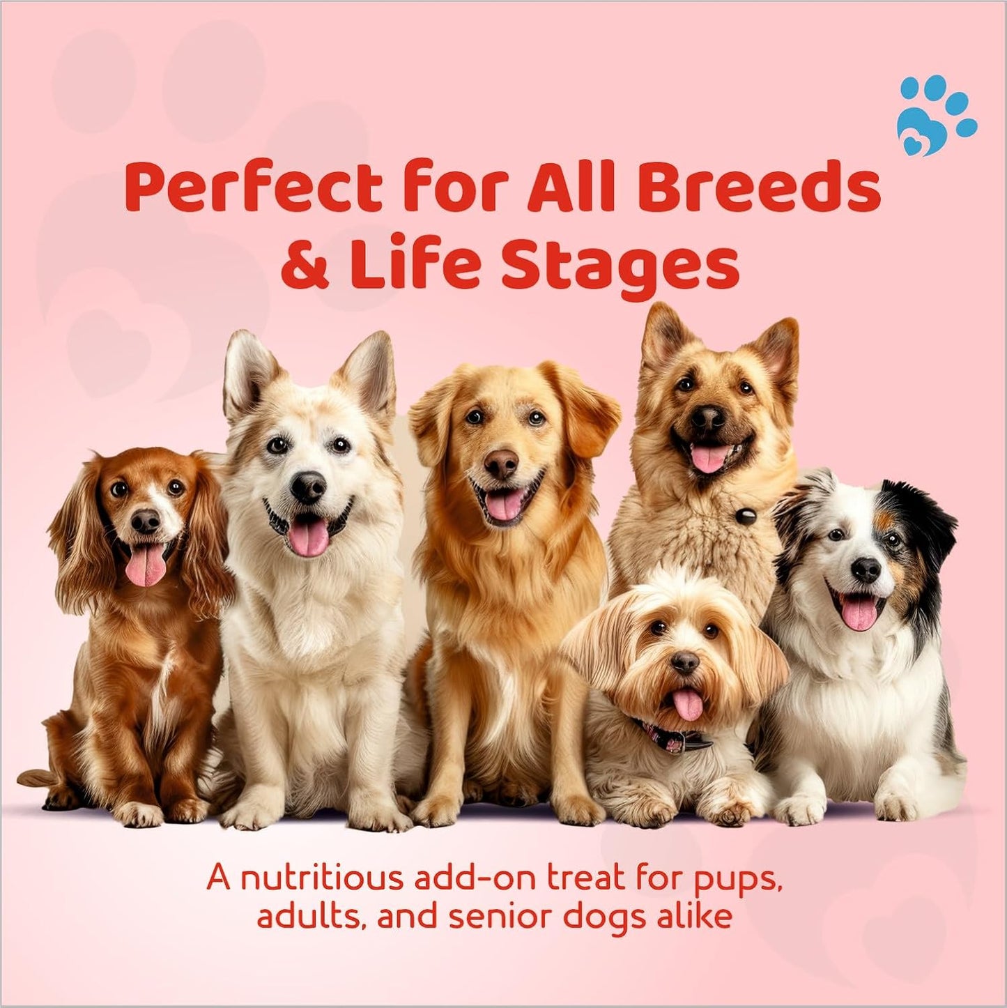 Petoska Dog Biscuits | Made with Real Mutton Goodness | 500g Jar |Crunchy Treats for Small, Medium & Large Dogs | 300 kcal/100g | Complementary Dog Food | Delicious Meat-Flavoured Biscuits