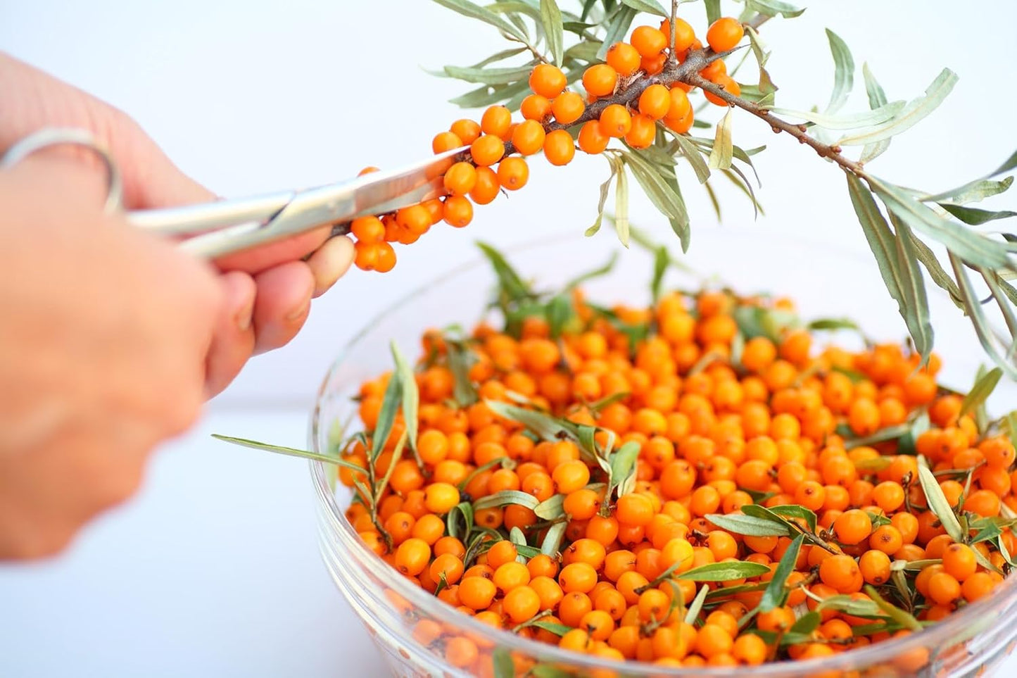 Namo Organics - 500g Himalayan Sea buckthorn Dry Berry – Natural, Sun-Dried, Rich in Omega 3,6,7 and 9, & Vitamin C, E | Dried Seabuckthorn Berries | No Added Sugar or Preservatives