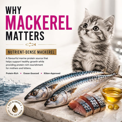 Grain Zero Mother & Kitten Dry Cat Food 400g | Ocean Fish, Sardine & Mackerel | DHA for Brain Development, 48% Fresh Fish Inclusion | Promotes Healthy Skin & Coat