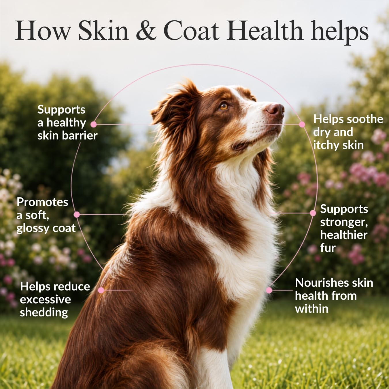 Whisker and Wilde Dog Skin and Coat Supplement | 460mg Omega-3 for Dogs | Coat Shine, Reduced Shedding, Dry Skin | Biotin, L-Methionine, Selenium, Zinc | Skin Actives | 300g