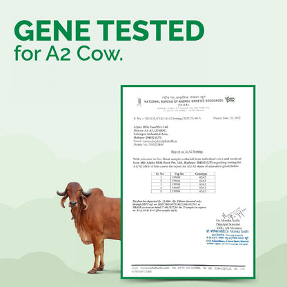 Auric A2 Bilona Desi Cow Ghee - Vedic Bilona Method -Traditional Curd Churned -Lab Tested - Danedar Ghee -Grass Fed Cow -Glass Jar