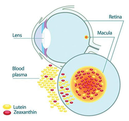 Diagram of eye anatomy with labels for lens, retina, macula, blood plasma, and lutein/zeaxanthin.