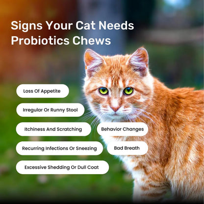Absolut Pet Probiotic Chews for Cats, Gut Health & Itch Relief | 30 Chews | Probiotic support for feline digestion & balanced gut flora; helps reduce scratching, paw-licking & itching in cats.