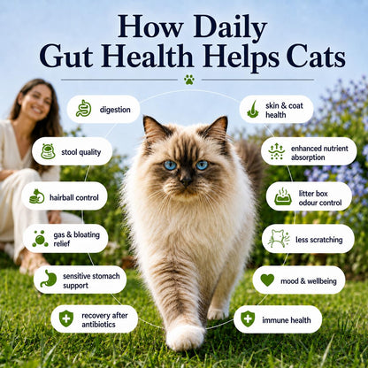 Whisker and Wilde Cat Gut Health Supplement | Targeted Gut Health Support | 6 Billion CFU Probiotics for Loose Stools, Vomiting, Gas and Paw Licking | L-Methionine for Urinary Health | 300g