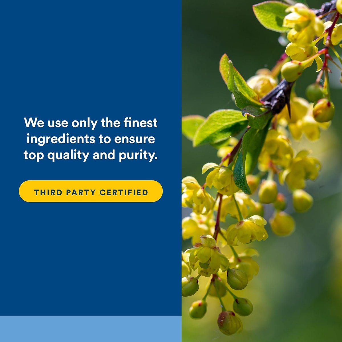 Yellow berries with green leaves on a blurred natural background, featuring text about ingredient quality.