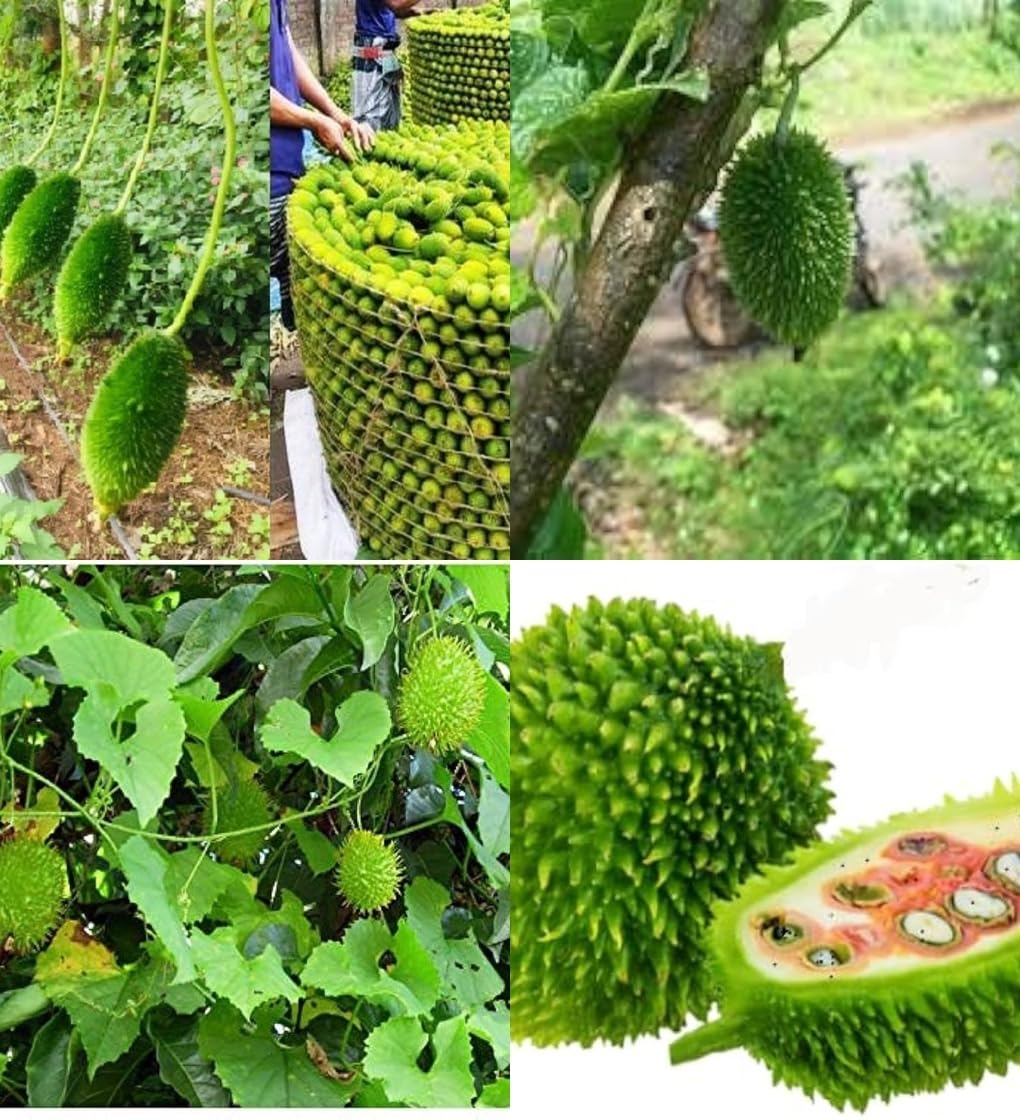 Kantola seeds desi bez, Kankoda Hybrid Kakadi Spiny gourd seeds pach of 10
