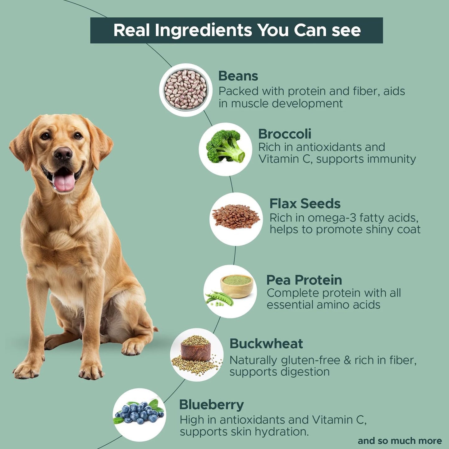FURRMATE Fresh Wet Dog Food Veg & Nutritionally Complete NO-Fish Dish 100g | Dog Food for Sensitive stomachs | Human-Grade Ingredients | High-Protein Recipe for Active Dogs (1, NO-Fish Dish)