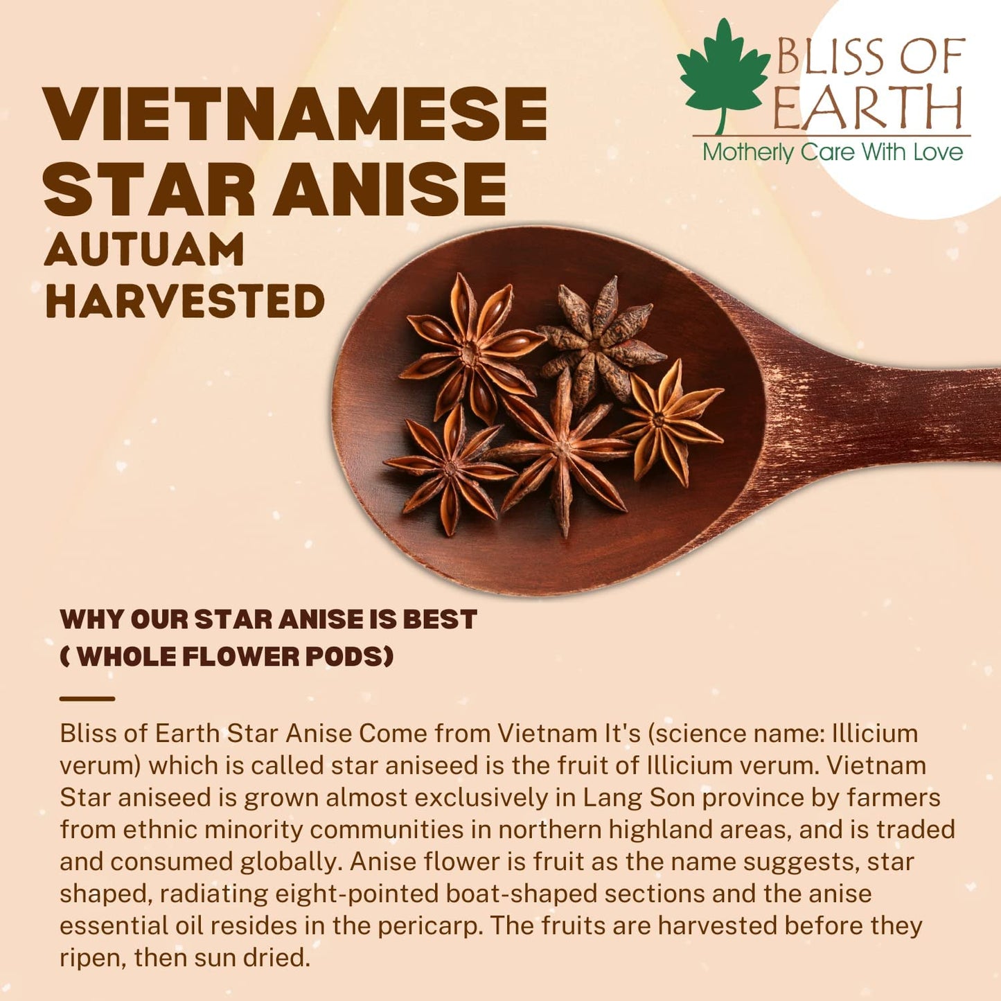 Bliss of Earth 100gm Star Anise Whole spices, Chakra Phool, Vietnamese badiyan, For Exotic Tea & Indian Cuisines