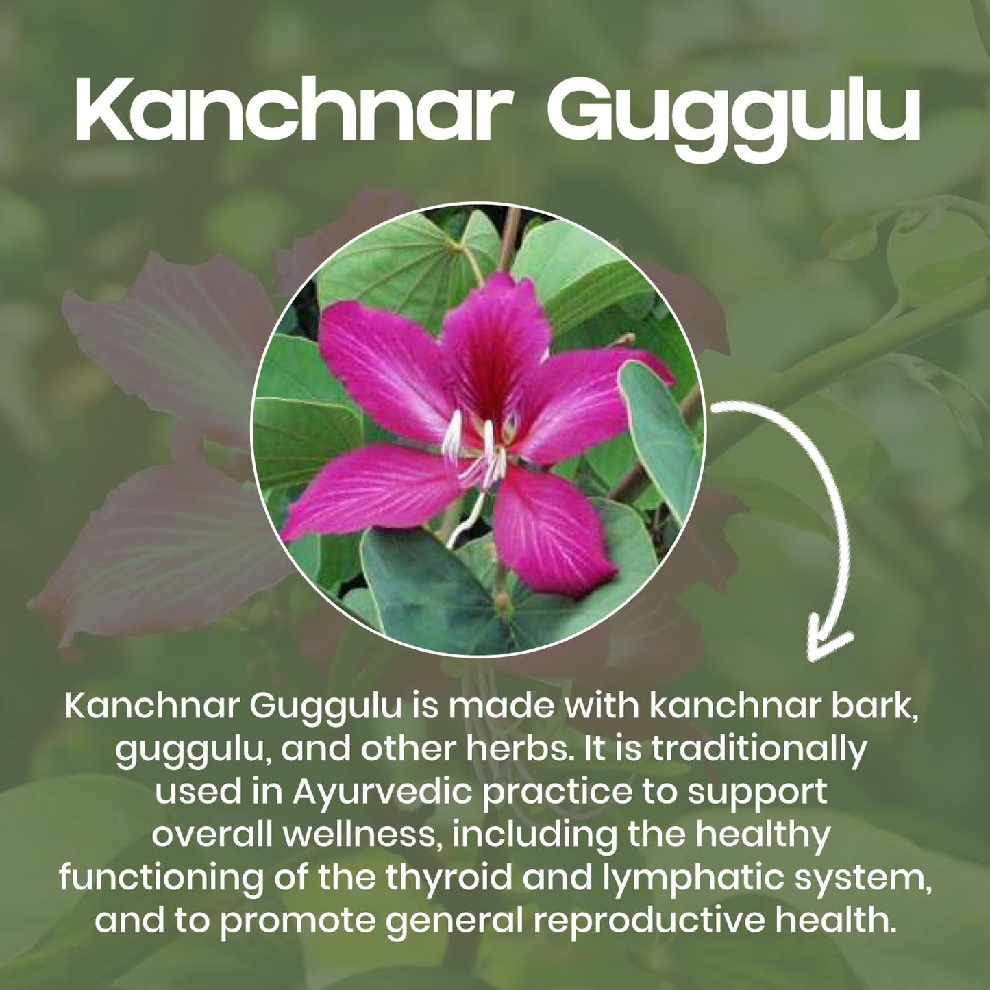 Kanchnar Guggulu - Ayurvedic Supplement For Thyroid | Hormonal Balance For Women | Reduces Joint and Muscles pain | For Swollen Lymph Nodes | 60 Tablets (Pack of 1)