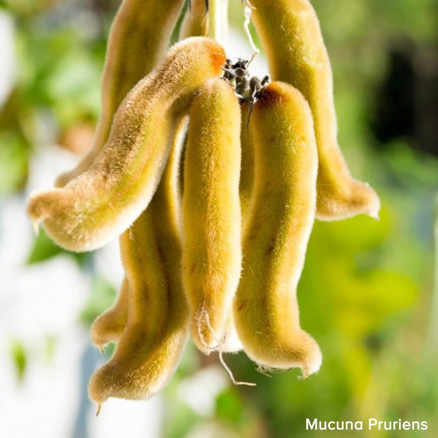Mucuna Pruriens plant with fuzzy yellow pods against a blurred green background