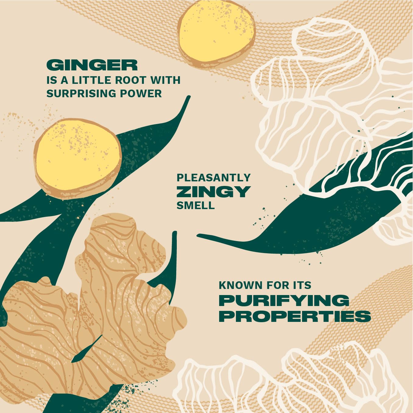 The Body Shop Ginger Anti-Dandruff Shampoo | Clears Flakes & Calms Scalp | With Ginger & Birch Bark Extract | For Healthy Hair Growth | For Dry, Flaky Scalps | 250ml