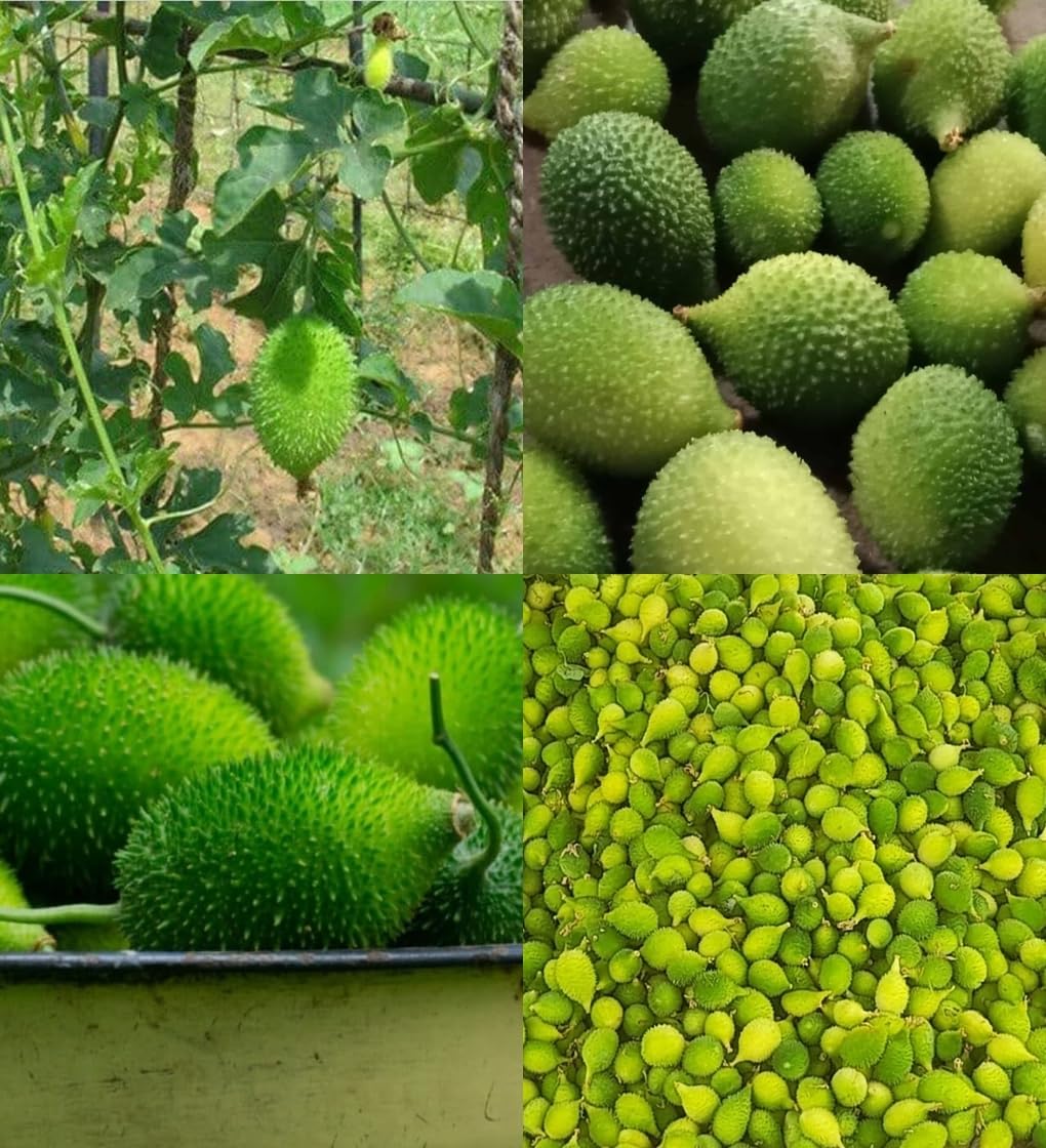 Kantola seeds desi bez, Kankoda Hybrid Kakadi Spiny gourd seeds pach of 10