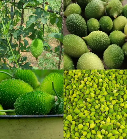 Kantola seeds desi bez, Kankoda Hybrid Kakadi Spiny gourd seeds pach of 10