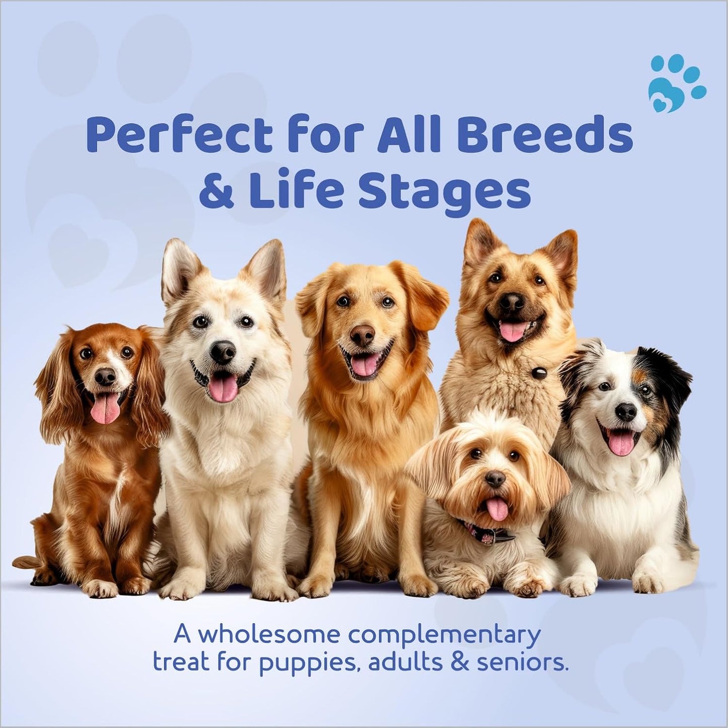 Petoska Chicken & Mixed Berries Dog Biscuits for Small, Medium & Large Breeds|500g Jar| Real Chicken & Berry Blend Treats | Crunchy Dog Food Biscuits