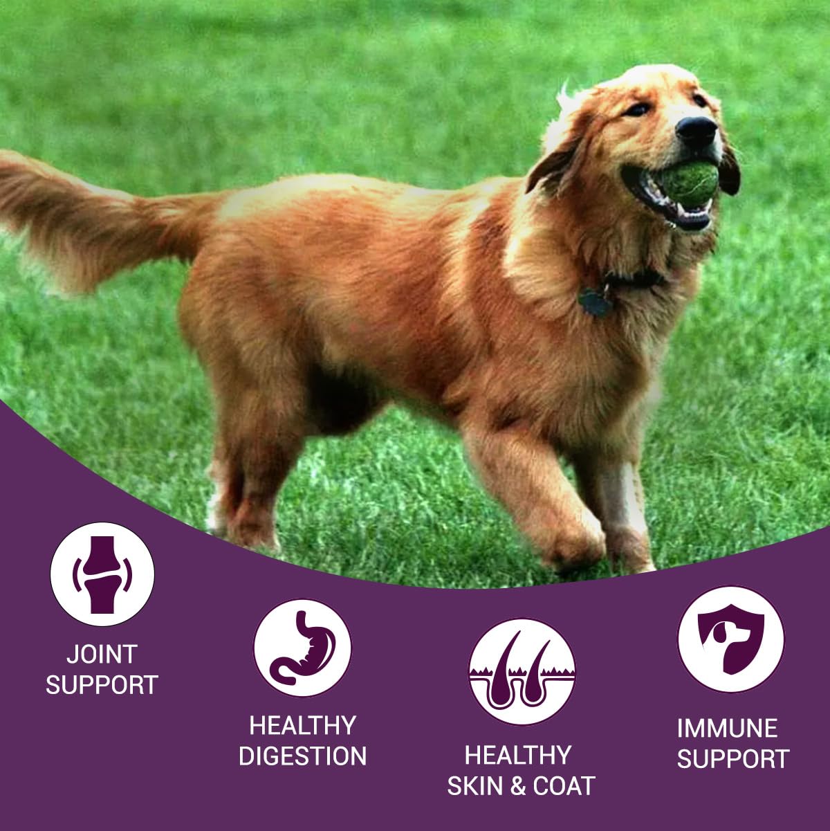 Bowlers Nutrimax Adult Dry Dog Food | Chicken & Vegetables | 1.2 kg Protein | Smooth Digestion & Healthy Coat | Complete & Balanced Nutrition | Enriched with Essential Amino Acids
