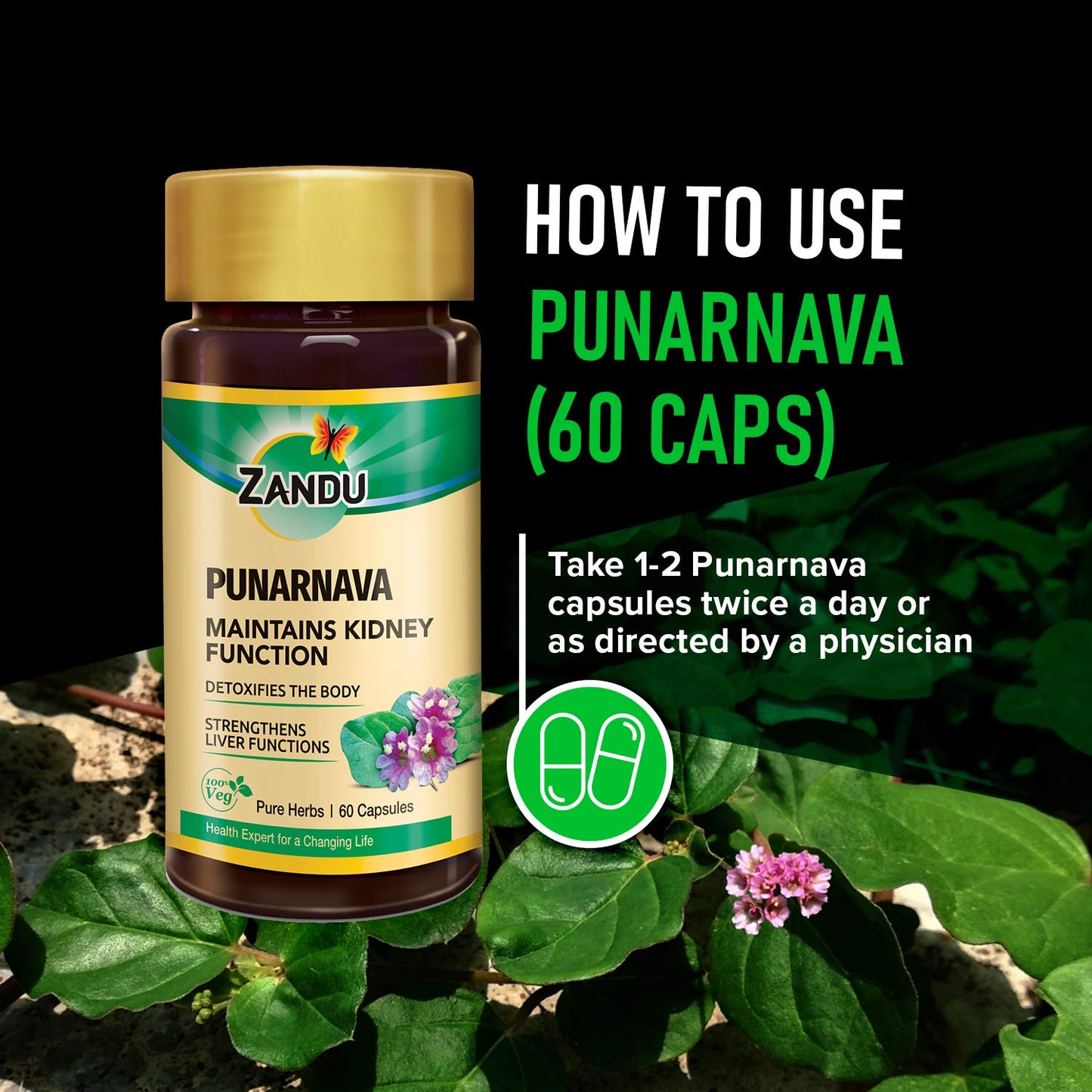 Zandu Punarnava Capsules, With Goodness of Natural Punarnava Extract known for Good Gut Health & for Healthy Appetite, Helps for Heart and Urinary Health - 60 Veg capsules