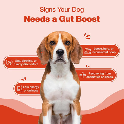 BLEP Super Gut Booster - Dog Probiotic Soft Chew Supplement, Gut Health, Loose Stool, Gas, Diarrhea & Itchy Skin | Pre, Pro & Postbiotics + Digestive Enzymes | 9 Probiotic Strains, 5B CFU | 60g