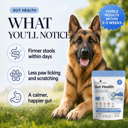 Whisker and Wilde Dog Gut Health Supplement Powder | 6 Billion CFU Probiotics for Paw Licking, Loose Stools, Gas and Itching | with Prebiotics, Digestive Enzymes and Omega-3 | 300g, 30 Daily Scoops