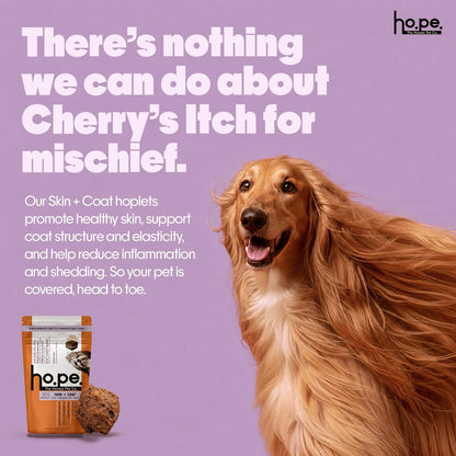 Hope Skin & Coat Supplement for Dogs 30 Chicken hoplets | Pet Chews for Skin Allergies, Itching & Scratching Relief | Biotin, Collagen, Omega 3 & 6 | Cold Press Hypoallergenic | Honest Pet Co
