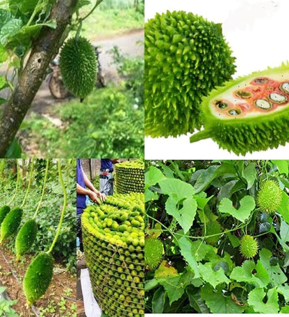 Kantola seeds desi bez, Kankoda Hybrid Kakadi Spiny gourd seeds pach of 10