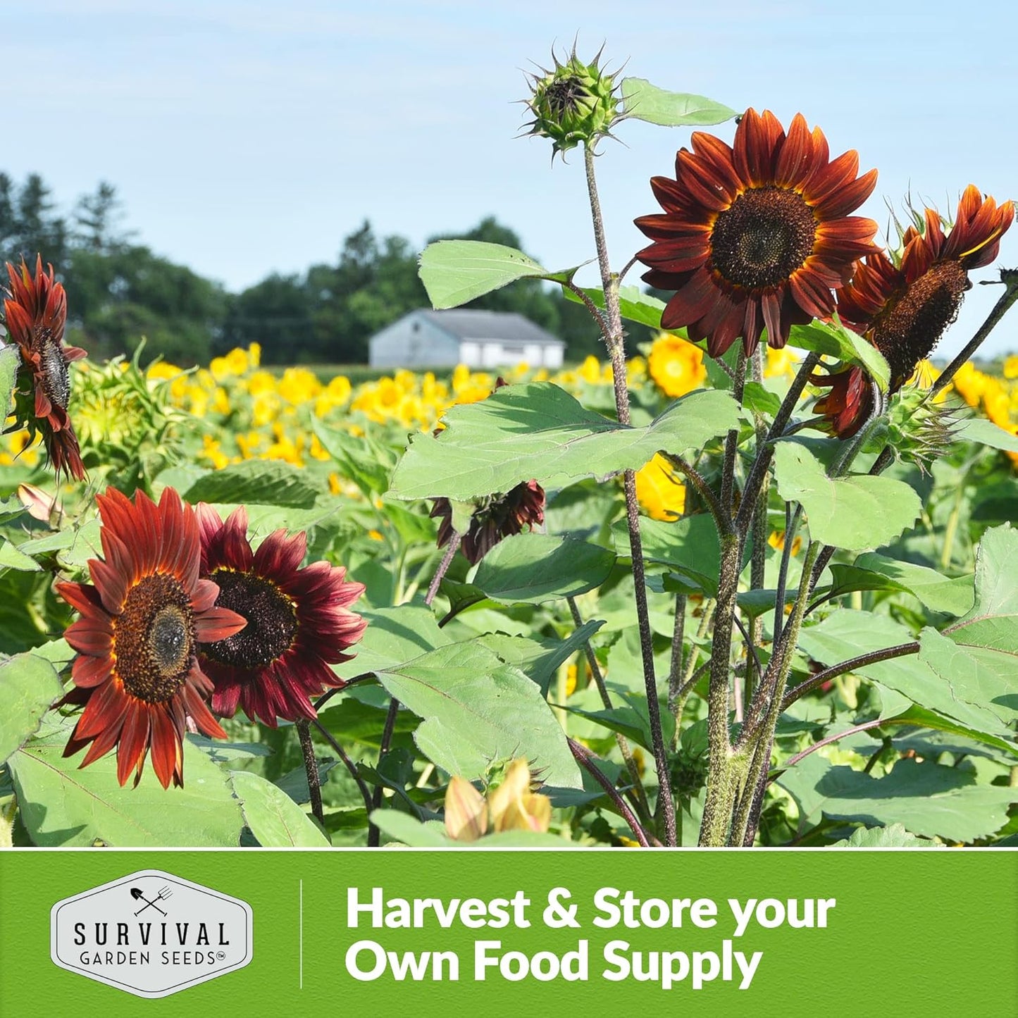 SURVIVAL GARDEN SEEDS 50+ SEEDS- Chocolate Cherry Sunflower Seed for Planting - Non-GMO Heirloom Variety