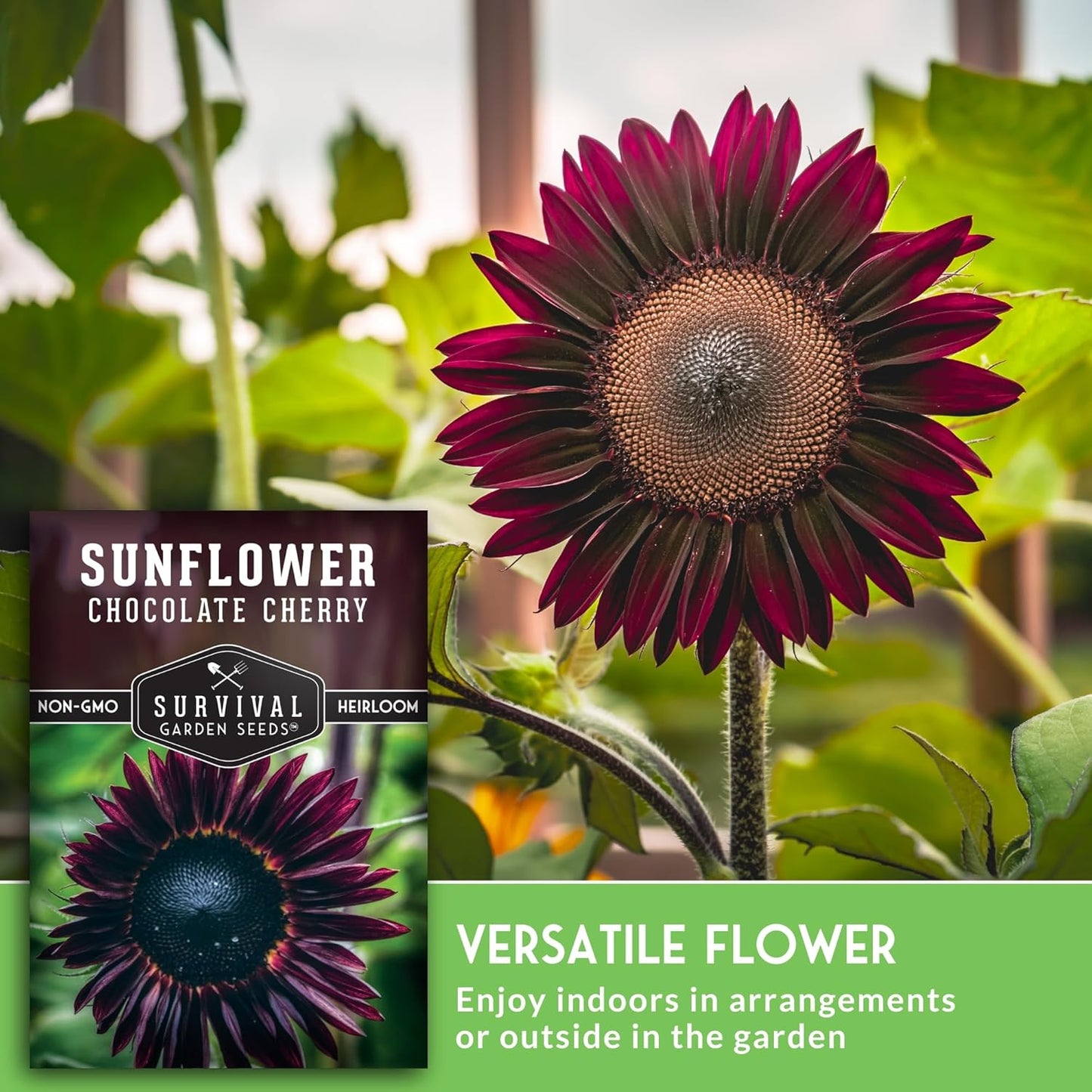 SURVIVAL GARDEN SEEDS 50+ SEEDS- Chocolate Cherry Sunflower Seed for Planting - Non-GMO Heirloom Variety