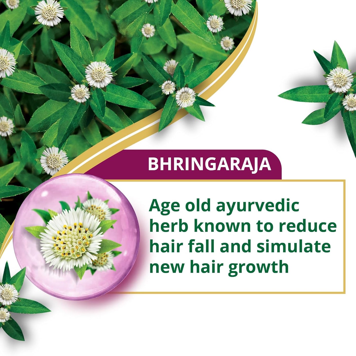 Bhringaraja herb with flowers and text on a green background