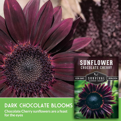 SURVIVAL GARDEN SEEDS 50+ SEEDS- Chocolate Cherry Sunflower Seed for Planting - Non-GMO Heirloom Variety