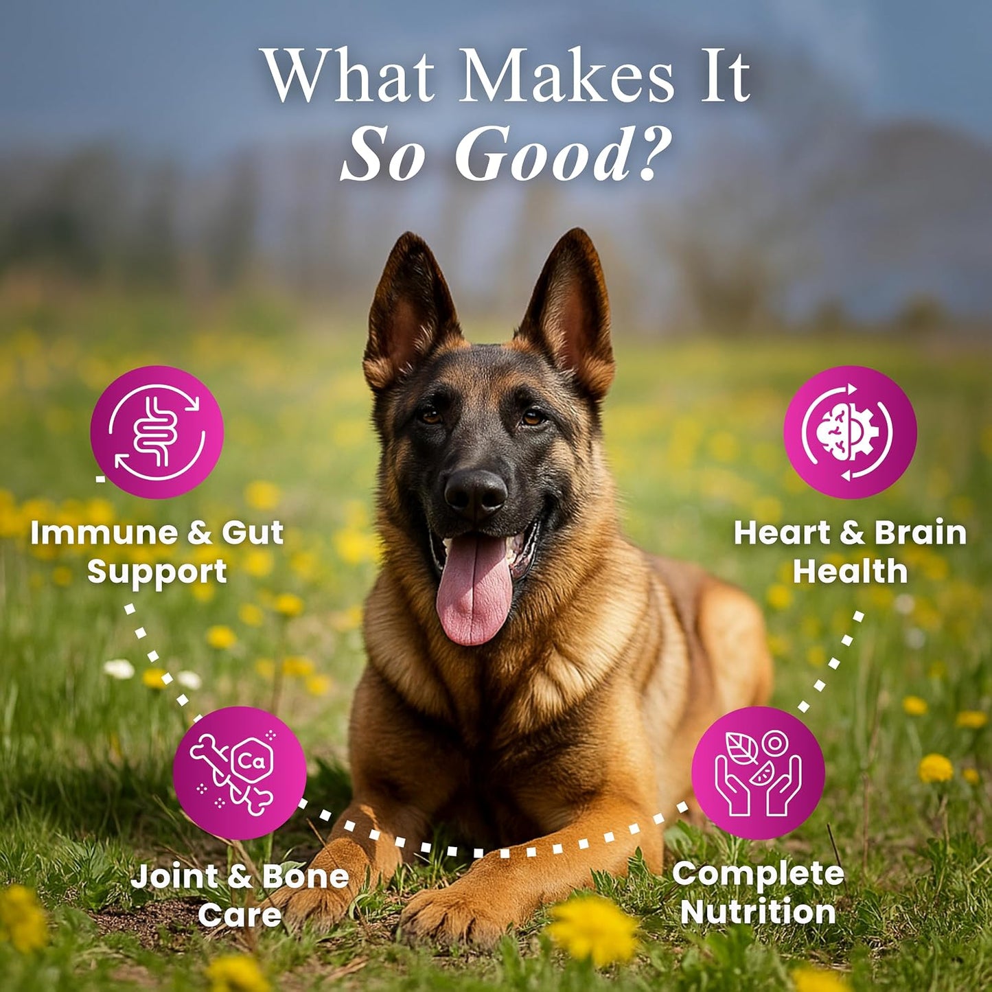 Petroyale Senior Support Dog Supplements – All-in-One Senior Dog Supplements for Mobility, Hip & Joint, Brain, Heart & Eye Health – Immune Support Vitamins (Dog Senior Support 30 Soft Chews)