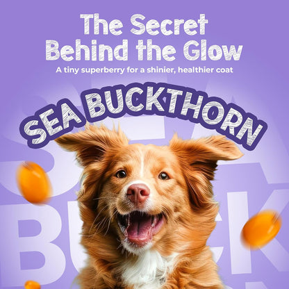 TailsAlive Shinyy+ Treats for Dogs | Skin & Coat Support | No Added Sugar | Fish Oil, Sea Buckthorn & Collagen | Blueberry Blast | 100g