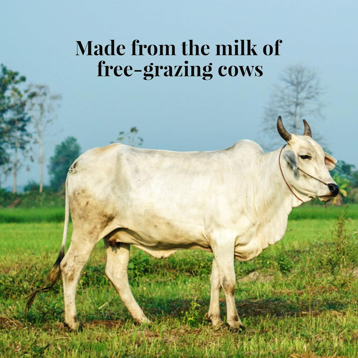 Himalayan Natives Cow Ghee Organic Bilona Pet Bottle, 1000 ml