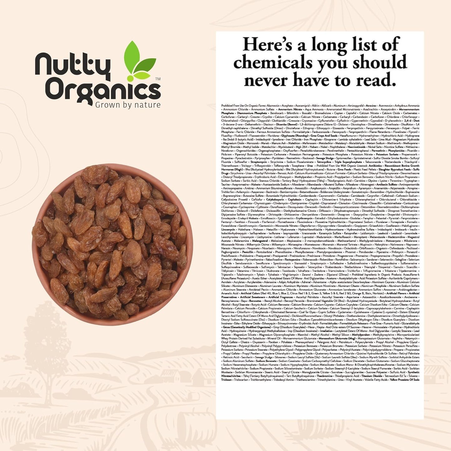 Nutty Organics Munaka Raisins 250 Gm | Nutritious| Rich in Iron | Tasty & Healthy Nuts Dry Fruits | Rich in Protein