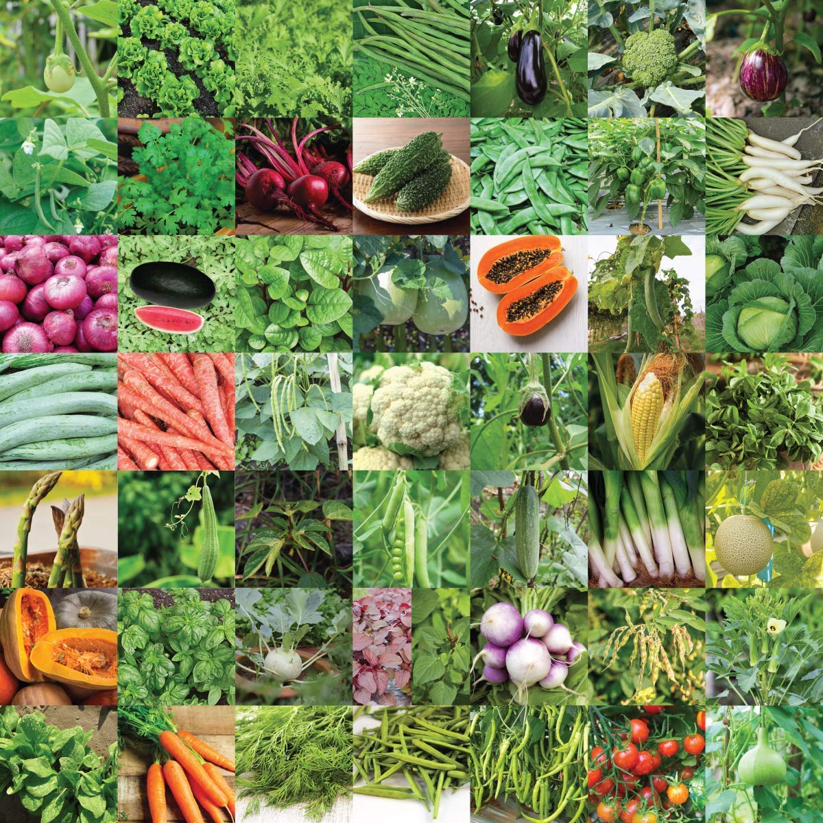 UGAOO Vegetable Seed Vault Kit – 50 Varieties, 2255+ Non-GMO Vegetable Seeds for Home Garden & Survival Gardening