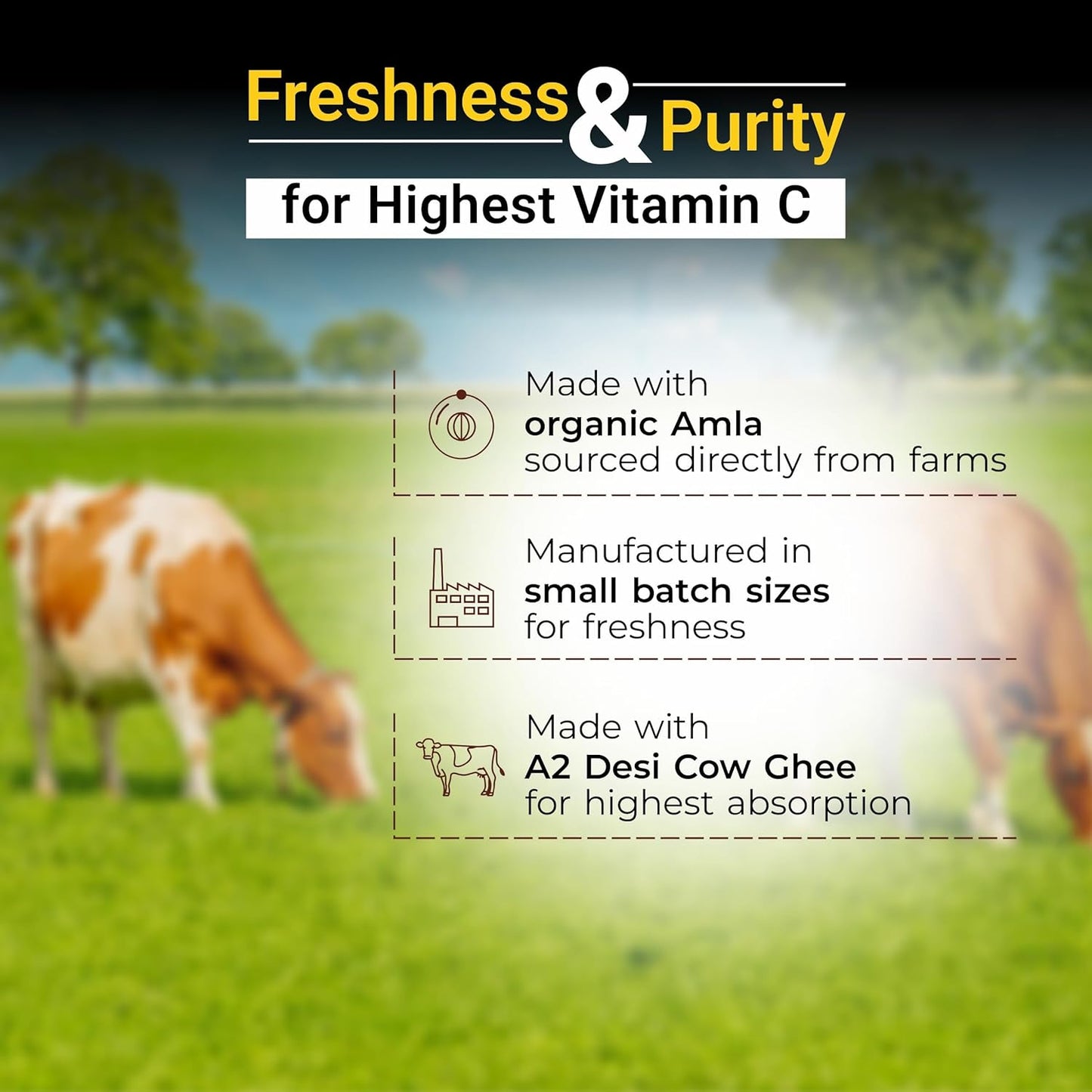 Cows grazing in a field with text about freshness, purity, and vitamin C content.