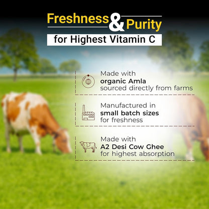 Cows grazing in a field with text about freshness, purity, and vitamin C content.