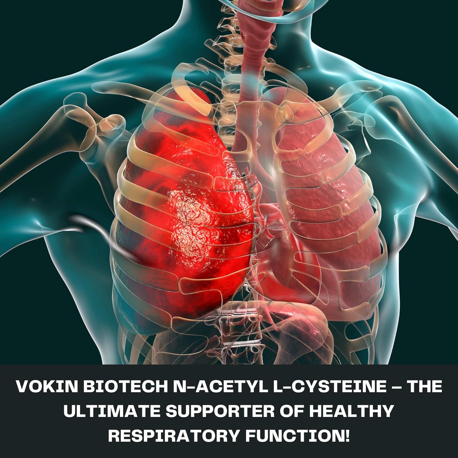 Anatomical illustration of lungs with a focus on respiratory health, featuring Vokin Biotech N-Acetyl L-Cysteine.