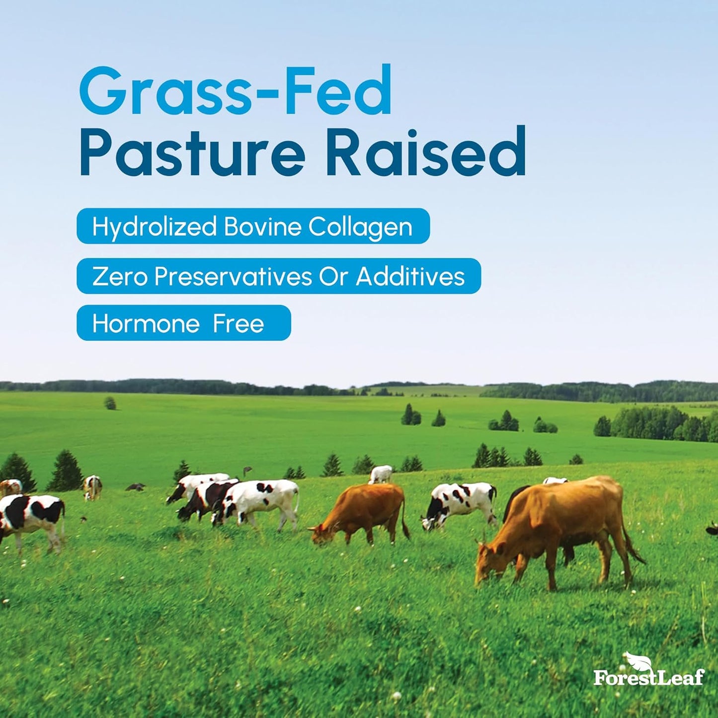 Cows grazing in a grassy field with a clear blue sky, promoting grass-fed, pasture-raised products.