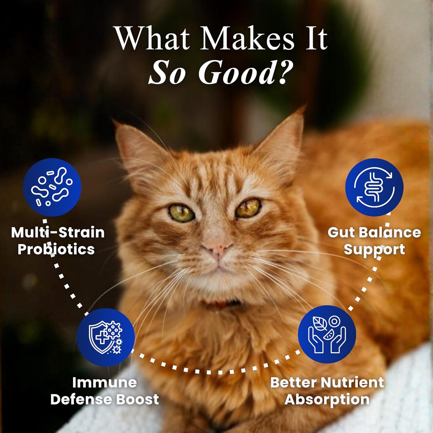 Petroyale Cat Pre + Probiotic & Prebiotic Chews – 9B+ CFU Probiotics for Cats – Cat Gut Health Supplement – Relieves Diarrhea, Improves Digestion & Immunity – Soft 30 Chews