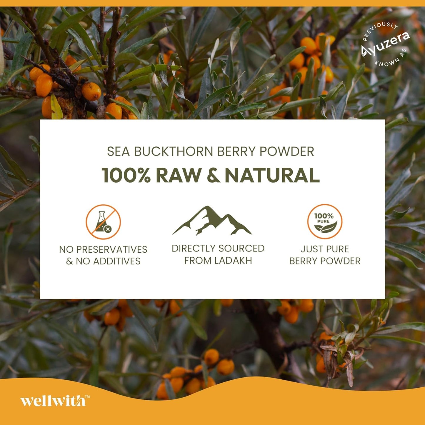 Wellwith Himalayan Sea Buckthorn Dry Berry Kkin Powder, 100g | Rich in Omega 3, 6, 7, 9 | Collagen, Fiber, Omegas, Vitamin C, Vitamin E | Dry Sea Buckthorn Berry Powder (100, Grams)